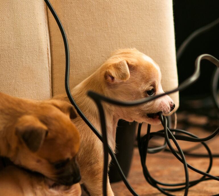 Cachorros y cables.