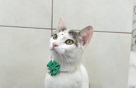 Michi se perdió en Laurelty, San Lorenzo.