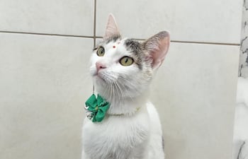 Michi se perdió en Laurelty, San Lorenzo.