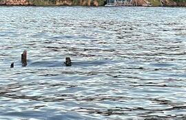 Postes de madera que sobresalen del lago Ypacaraí serían parte de la etructura de la toma de agua de la Essap, según denuncian.