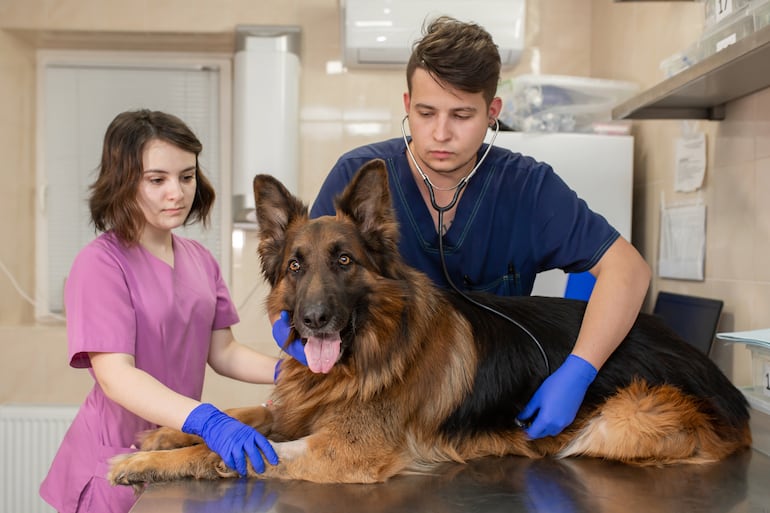 Perro de la pastor alemán en la veterinaria.