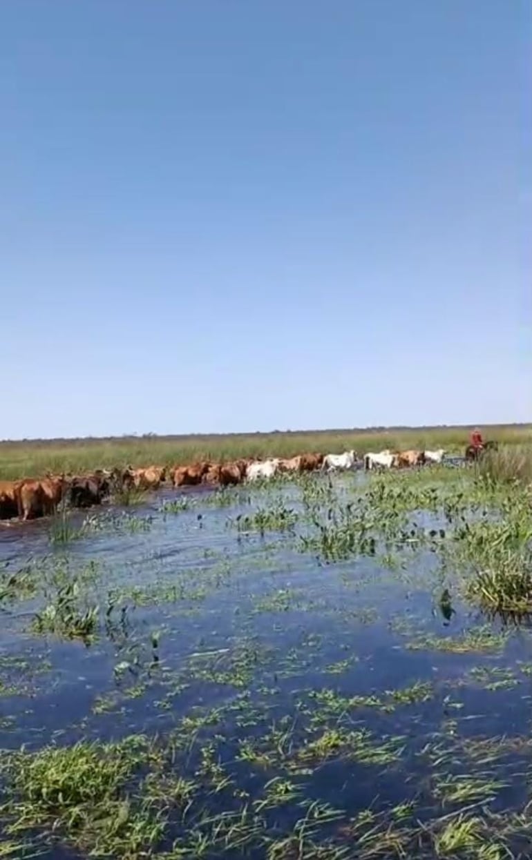 Miles de ganados vacunos se encuentran en el agua debido supuestamente a la inundación artificial en Ñeembucú.