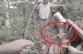 Bomberos y policía rescatan una kuriju en el Bañado Sur.