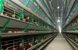 Los protocolos de bioseguridad se pueden estructurar de acuerdo a la edad de las aves.