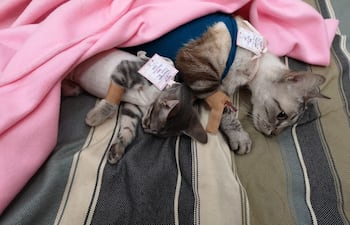 Castración de gatos.