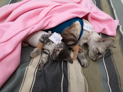 Castración de gatos.