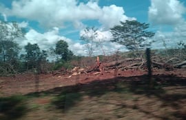 Los intervinientes constataron en el lugar el desmonte de una gran cantidad de árboles nativos