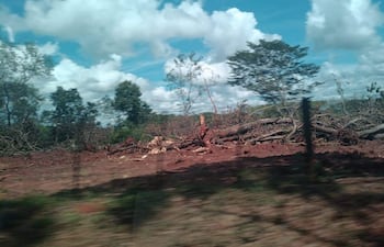 Los intervinientes constataron en el lugar el desmonte de una gran cantidad de árboles nativos