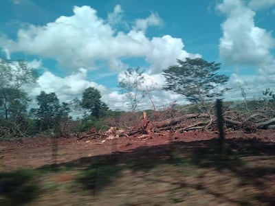 Los intervinientes constataron en el lugar el desmonte de una gran cantidad de árboles nativos