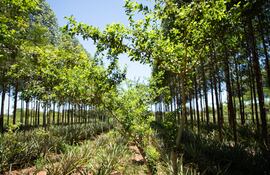 En Capiibary, mediante un proyecto de resilencia, comunidades campesinas mejoraron sus métodos de producción para luchar contra los efectos del cambio climático y mejorar su calidad de vida.