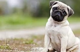 La raza de perros Pug, de tamaño pequeño menos de 9 kilos, que pertenece a un grupo las razas caninas conocidas como perros de compañía, son más propensos a sufrir enfermedades.