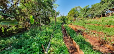 Plantación de vegetales en una huerta.