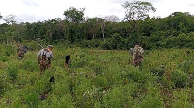 Cultivos ilegales fueron erradicados e incinerados en Nueva Durango.