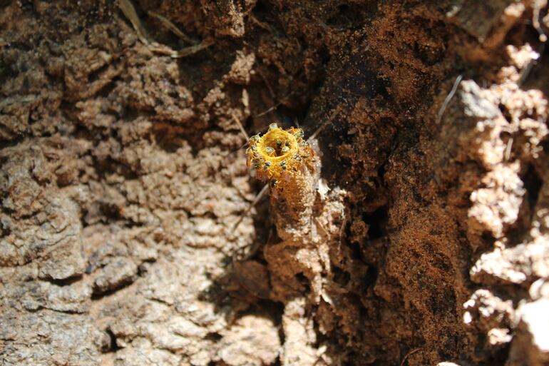 Las meliponas se asoman en su colmena realizada en el hueco de un tronco en el parque Carlos A. López de Asunción.