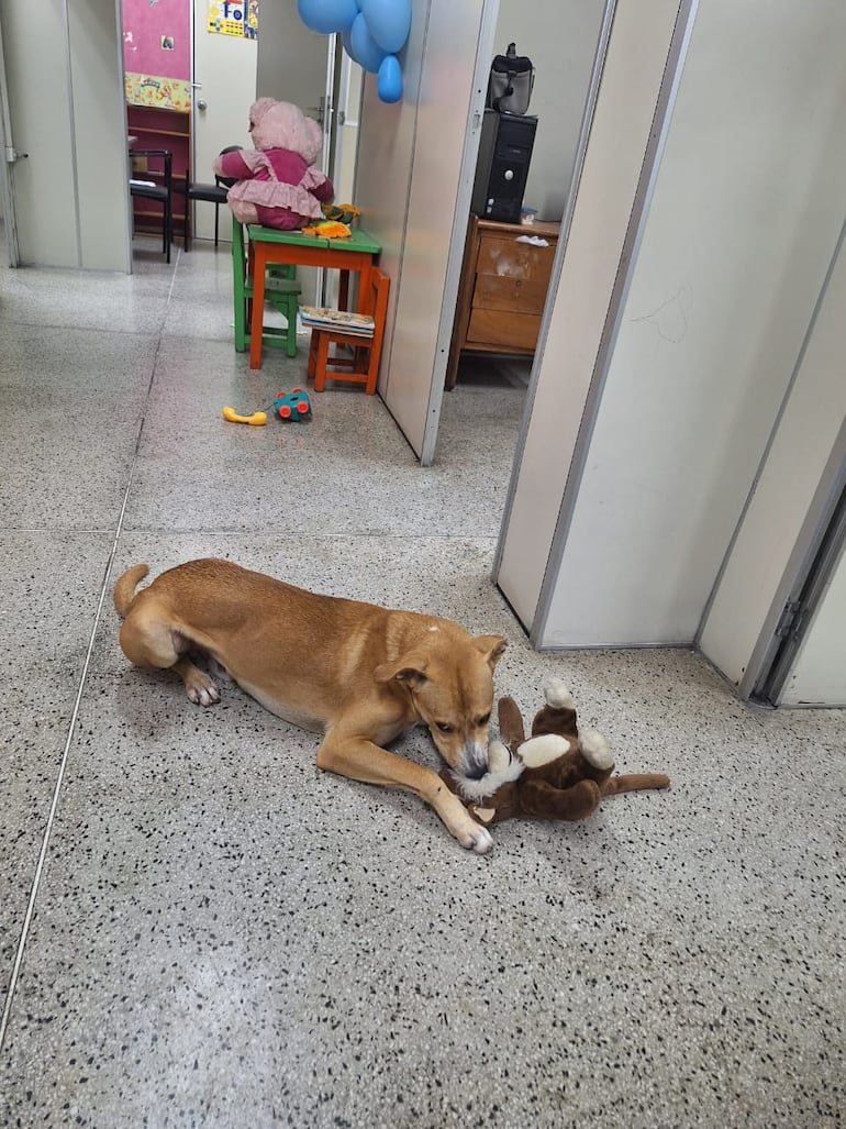 Un perro mestizo fue adoptado como mascota por los funcionarios del Palacio de Justicia de Asunción, El can se pasea por los pasillos de la institución y genera empatía entre los concurrentes.