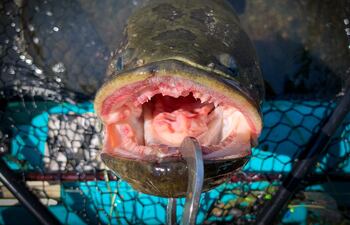 Channa argus o pez cabeza de serpiente.