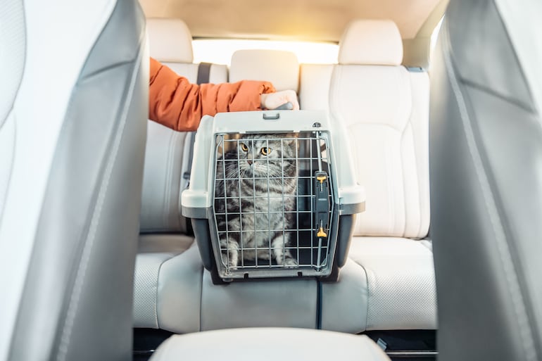 El modo más seguro de viajar en auto con gatos es dentro de una transportadora bien sujeta.