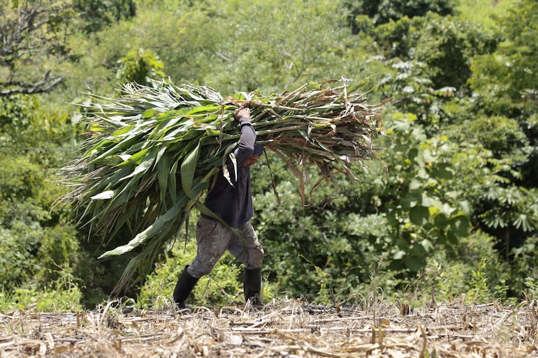 Un campesino corta milpas que no se lograron cosechar debido a la sequía provocada por el fenómeno de El Niño, este viernes, en San Esteban Catarina (El Salvador). Agricultores de un poblado rural en la zona central de El Salvador lamentan las pérdidas en sus cultivos de maíz al mismo tiempo que mantienen esperanzas de que la situación mejore en los últimos meses del año, aunque los pronósticos señalan lo contrario.