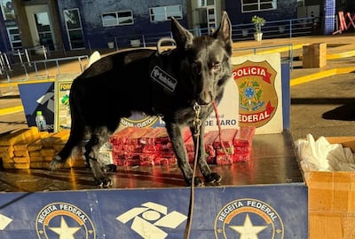 Los intervinientes se incautaron de una importante cantidad de marihuana.