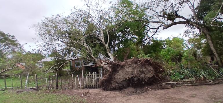 El fenómeno climático derribó frondosos árboles en Humaitá.