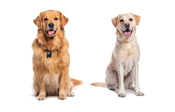 Golden Retriever y Labrador Retriever.