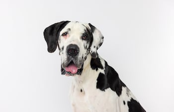Perro de la raza Gran Danés.
