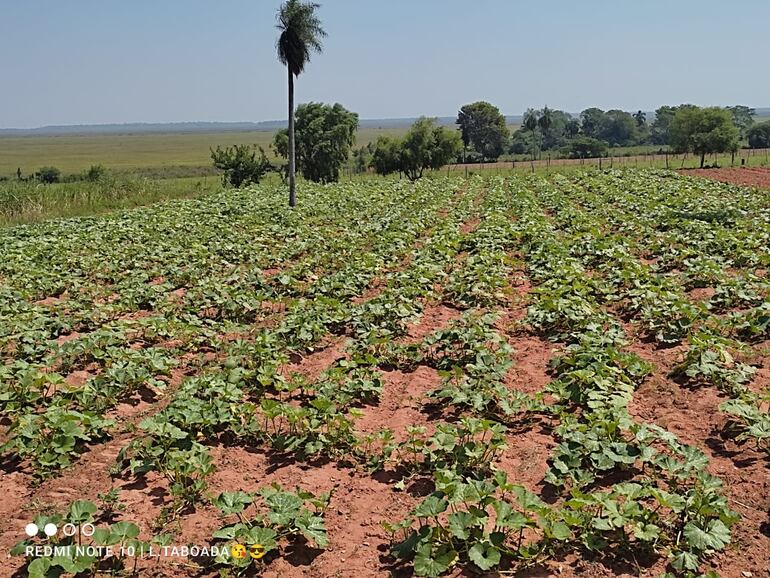 La agriculturas de parabienes tras las últimas lluvias en Central.