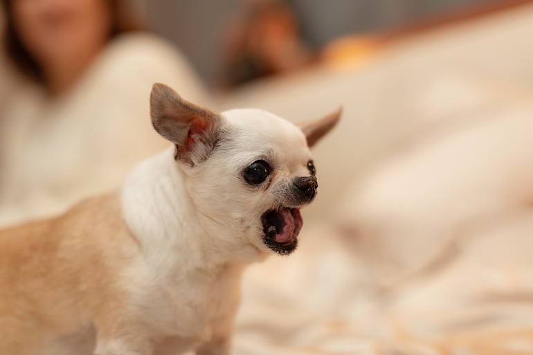 Perro de la raza chihuahua.