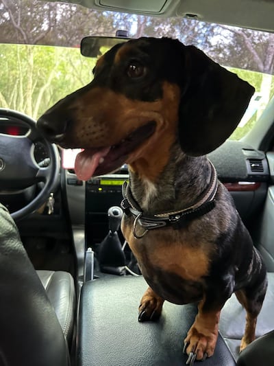 Loki se perdió en la zona de Azcurra, en la ciudad de Pirayú.