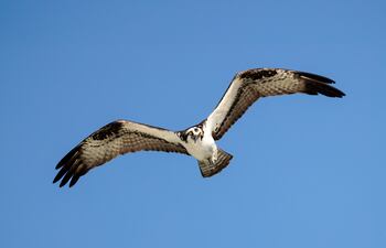 Águila pescadora (Pandion haliaetus), ave que migra entre América del Norte y del Sur.