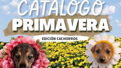 Dos cachorros miran a la cámara, uno con diadema de flores rosas y otro con flores blancas, sobre un fondo de flores amarillas.