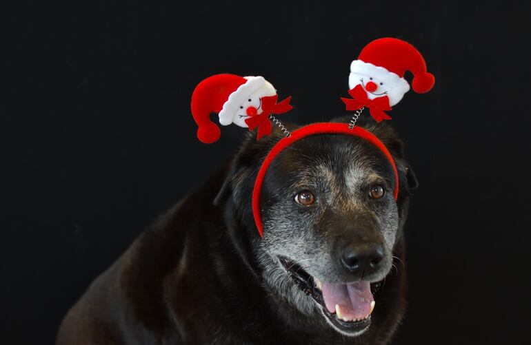 Perro senior en época navideña.