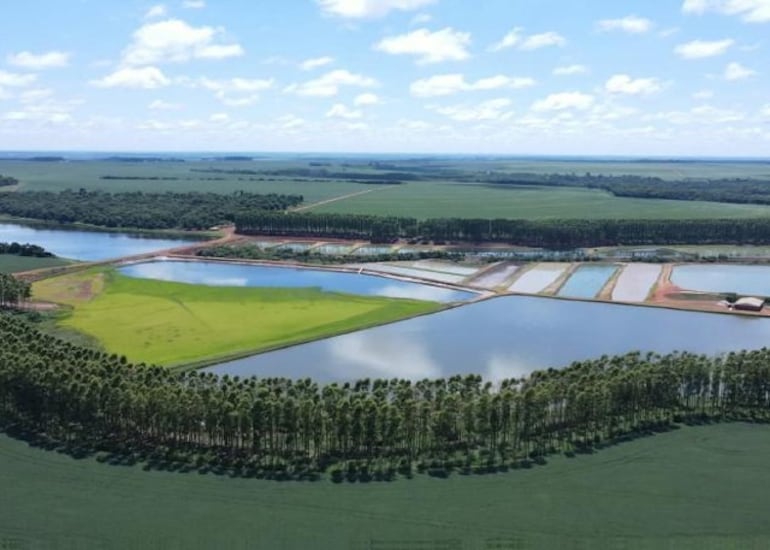 La piscicultura paraguaya busca ganarle terreno al pescado importado