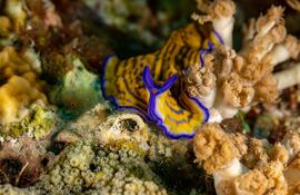 Pseudoceros gravieri.