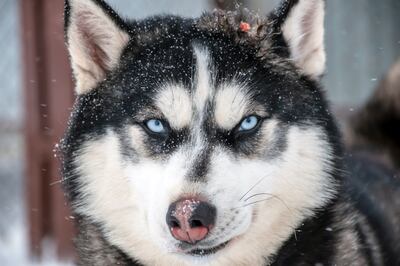 Husky siberiano