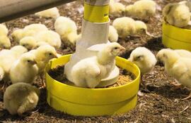 La firma Molino San Juan SRL, para su marca Pollos Don Juan, apuesta fuerte a dar trabajo a los compatriotas.