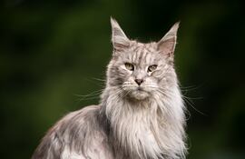Gato Maine Coon.