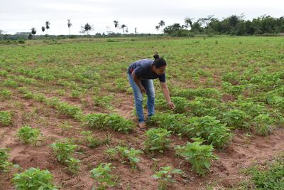 Las parcelas que ya fueron cultivadas se encuentran en proceso de crecimiento distribuidas en las diferentes localidades