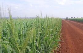 Brasil sigue siendo el principal destino de comercialización para el trigo paraguayo.