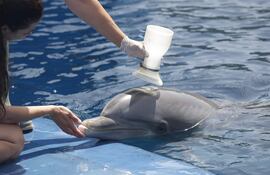 Desde la Antártida al Polo Norte, los seres humanos y los animales viven expuestos a los microplásticos, diminutas partículas de contaminantes que, en humanos y roedores, se han relacionado con efectos adversos para la salud, como el estrés oxidativo y la inflamación.