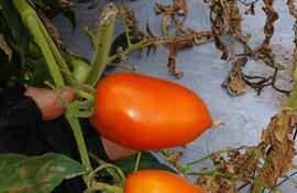 Tomate