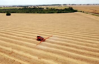 La aplicación de herbicidas presiembra para el control de malezas debe ser prioridad.