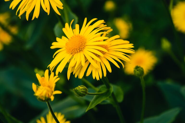 Arnica montana.