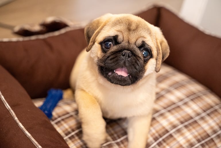 Perro de la raza pug.