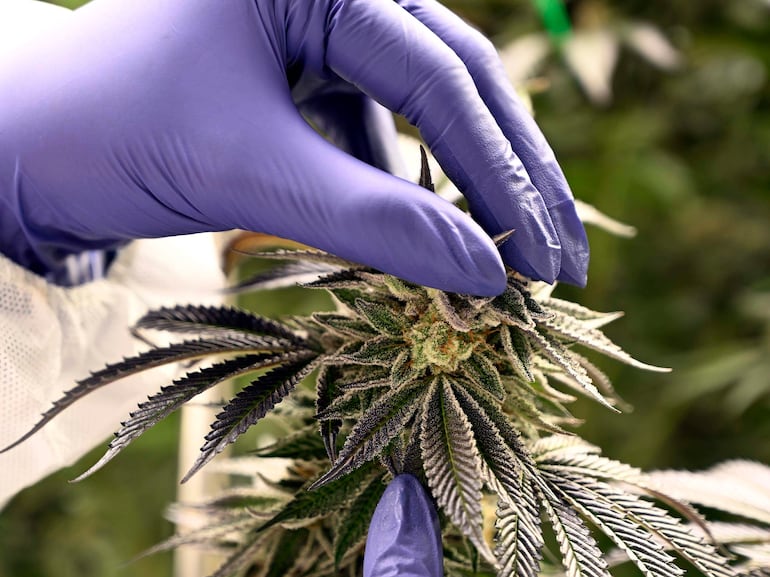 TodoCANN marca el ingreso de una nueva generación de medicamentos de cannabis medicinal de grado farmacéutico desarrollados y producidos íntegramente en Paraguay.