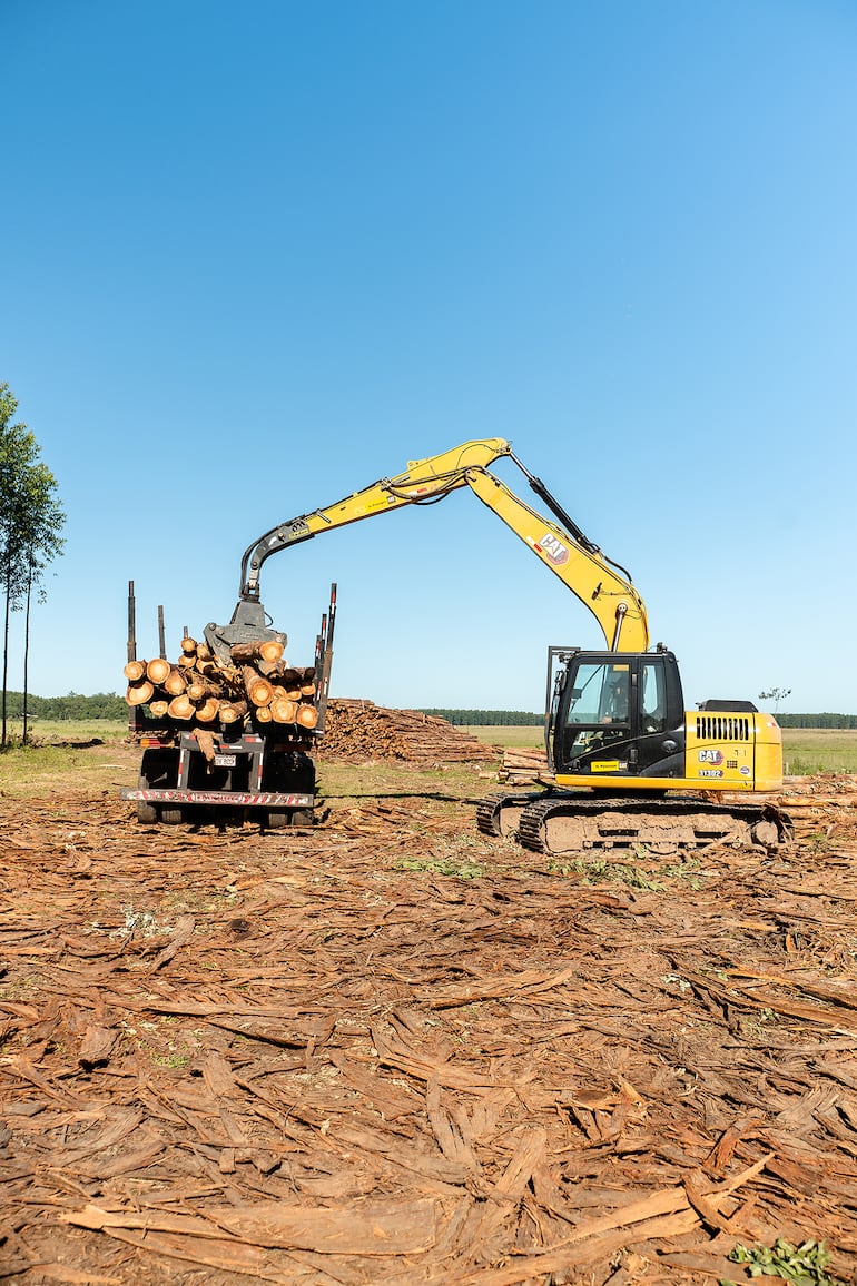 Plansur: la historia que va de 50 a 4.500 hectáreas forestales por año