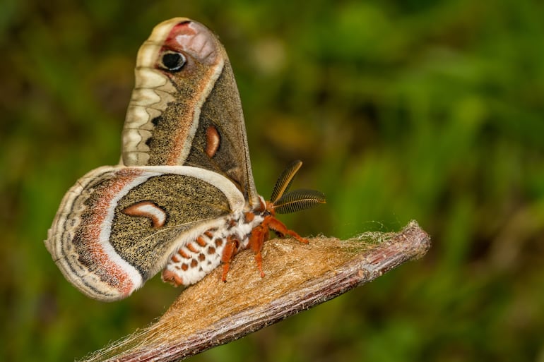 Polilla Hyalophora cecropia.