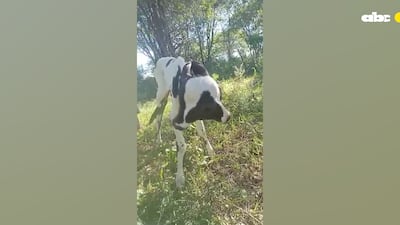 Nace un ternero con malformación, en Itapúa.