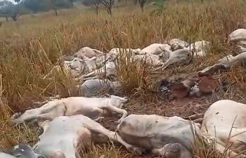 Video: bajas temperaturas habría producido la muerte de animales vacunos en Horqueta