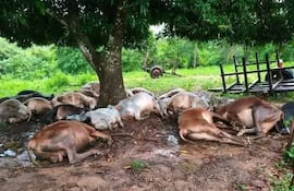 Descarga eléctrica mata a 19 vacunos durante fuerte temporal en Santa Cecilia.